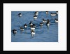 Brunnich's Guillemots, Svalbard, Norway by Anonymous