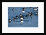 Brunnich's Guillemots, Svalbard, Norway by Anonymous