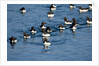 Brunnich's Guillemots, Svalbard, Norway by Anonymous