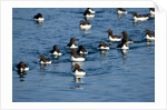 Brunnich's Guillemots, Svalbard, Norway by Anonymous