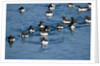 Brunnich's Guillemots, Svalbard, Norway by Anonymous