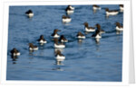 Brunnich's Guillemots, Svalbard, Norway by Anonymous