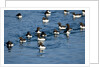 Brunnich's Guillemots, Svalbard, Norway by Anonymous