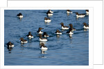 Brunnich's Guillemots, Svalbard, Norway by Anonymous