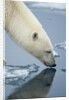 Polar Bear sniffing water by Anonymous