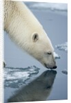 Polar Bear sniffing water by Anonymous