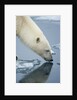 Polar Bear sniffing water by Anonymous