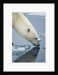 Polar Bear sniffing water by Anonymous