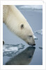 Polar Bear sniffing water by Anonymous