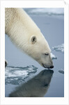 Polar Bear sniffing water by Anonymous