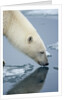 Polar Bear sniffing water by Anonymous