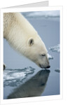 Polar Bear sniffing water by Anonymous