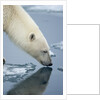 Polar Bear sniffing water by Anonymous