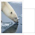 Polar Bear sniffing water by Anonymous