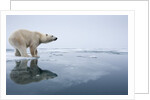 Polar Bear on Melting Ice, Svalbard, Norway by Corbis