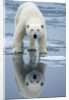 Polar Bear on melting ice, Svalbard, Norway by Anonymous