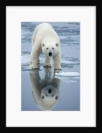 Polar Bear on melting ice, Svalbard, Norway by Anonymous