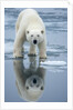 Polar Bear on melting ice, Svalbard, Norway by Anonymous