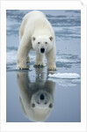 Polar Bear on melting ice, Svalbard, Norway by Anonymous