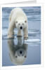 Polar Bear on melting ice, Svalbard, Norway by Anonymous