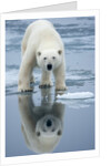 Polar Bear on melting ice, Svalbard, Norway by Anonymous