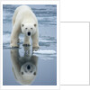 Polar Bear on melting ice, Svalbard, Norway by Anonymous