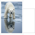 Polar Bear on melting ice, Svalbard, Norway by Anonymous