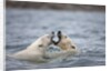 Polar Bears fighting in water by Anonymous