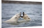 Polar Bears fighting in water by Anonymous