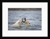 Polar Bears fighting in water by Anonymous