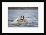 Polar Bears fighting in water by Anonymous