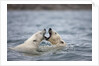 Polar Bears fighting in water by Anonymous
