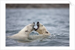 Polar Bears fighting in water by Anonymous