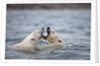 Polar Bears fighting in water by Anonymous