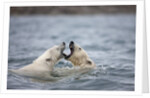 Polar Bears fighting in water by Anonymous