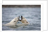 Polar Bears fighting in water by Anonymous