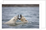 Polar Bears fighting in water by Anonymous
