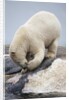 Polar Bear feeding on Dead Fin Whale by Anonymous