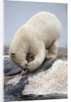 Polar Bear feeding on Dead Fin Whale by Anonymous