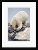 Polar Bear feeding on Dead Fin Whale by Anonymous