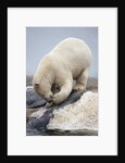 Polar Bear feeding on Dead Fin Whale by Anonymous