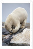 Polar Bear feeding on Dead Fin Whale by Anonymous