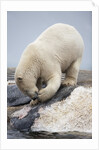 Polar Bear feeding on Dead Fin Whale by Anonymous