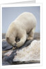 Polar Bear feeding on Dead Fin Whale by Anonymous