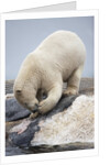 Polar Bear feeding on Dead Fin Whale by Anonymous