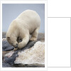 Polar Bear feeding on Dead Fin Whale by Anonymous