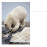 Polar Bear feeding on Dead Fin Whale by Anonymous