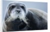 Bearded Seal, on Iceberg, Svalbard, Norway by Anonymous