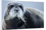 Bearded Seal, on Iceberg, Svalbard, Norway by Anonymous
