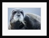 Bearded Seal, on Iceberg, Svalbard, Norway by Anonymous